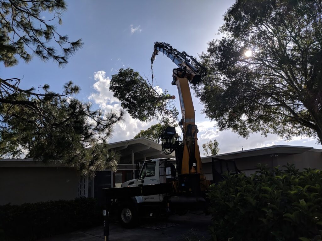 Hazardous pine tree removal with crane Belleair Florida