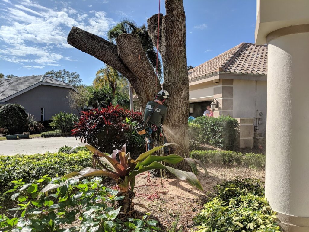 Hazardous tree removal near home in Palm Harbor