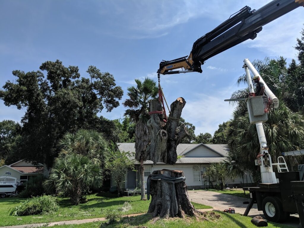 Tree removal with Crane in Clearwater Florida