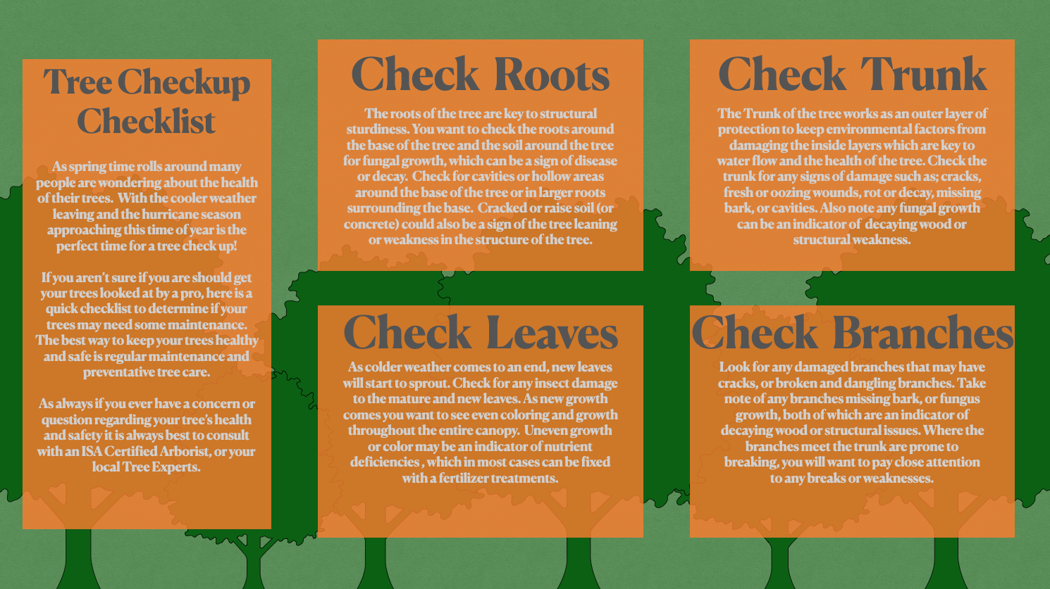 tree-check-up-list-5-simple-steps-to-check-your-trees-health