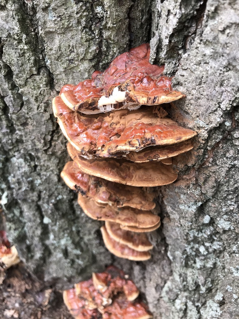 Ganoderma: How To Treat It? - Oneilstreeservice.com