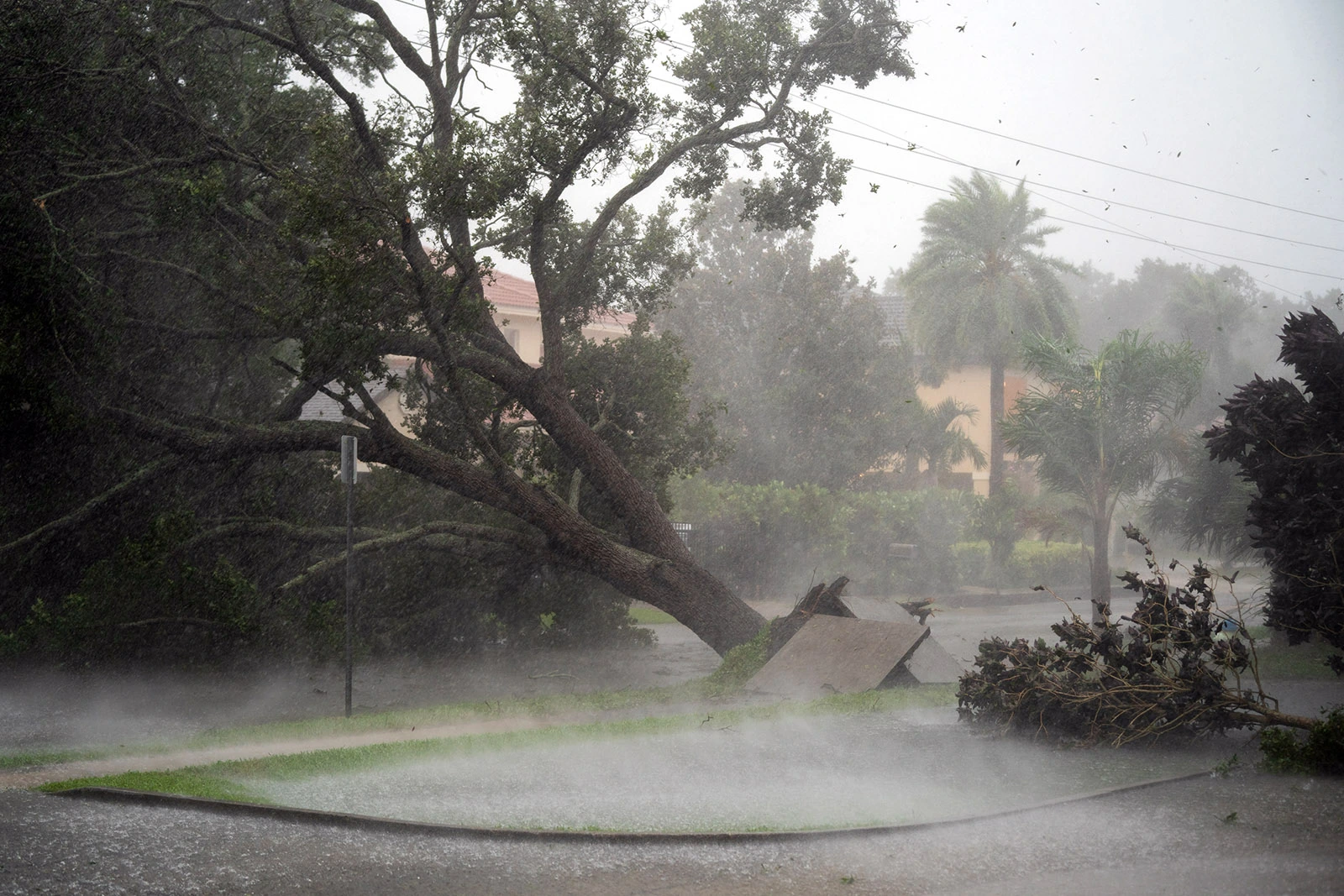 What Happens to Trees After a Hurricane? - Oneilstreeservice.com