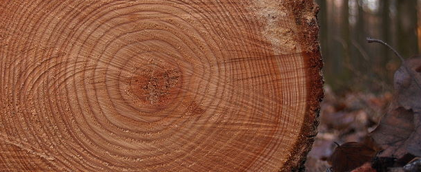 Tree rings hi-res stock photography and images - Alamy