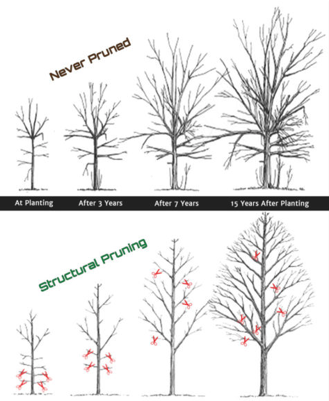 Structural Tree Pruning: Shaping Healthy and Beautiful Trees - Oneil's ...