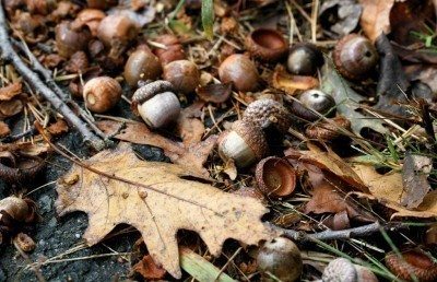 More acorns are falling and here's why