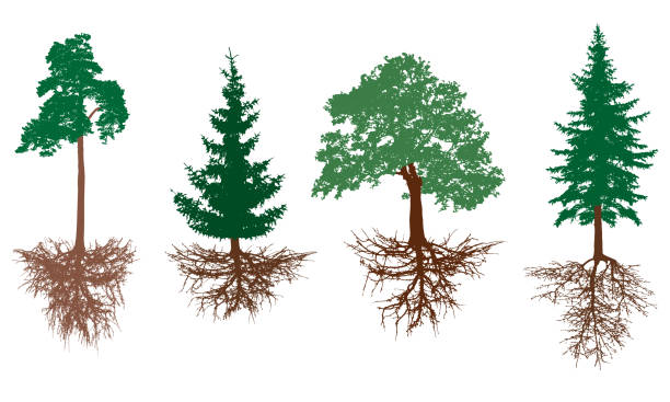 tree root system diagram