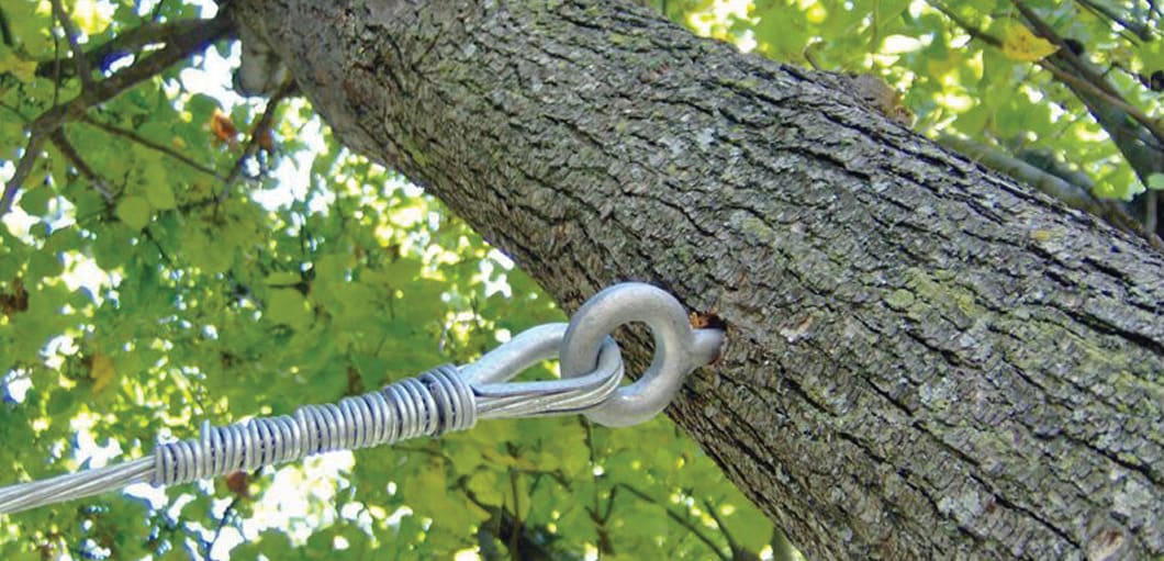 Understanding Wind Speed and Tree Stability: How Strong Winds Impact Trees  