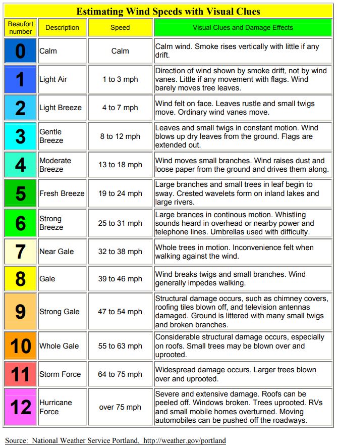 Understanding Wind Speed And Tree Stability How Strong Winds Impact 