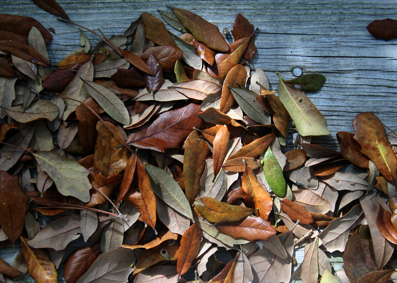 Does Leaves Falling Mean My Tree Is Dying? - Oneil's Tree Service