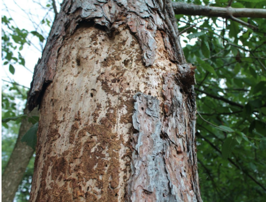 Bark Shedding in Oak Trees - Oneil's Tree Service