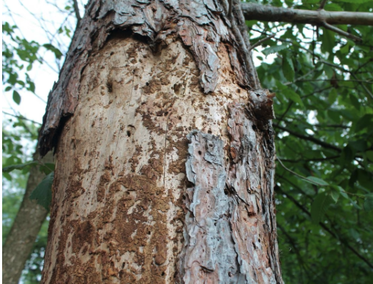 Why is the Oak Tree Bark Falling Off My Tree? - K&C Tree and Landscape