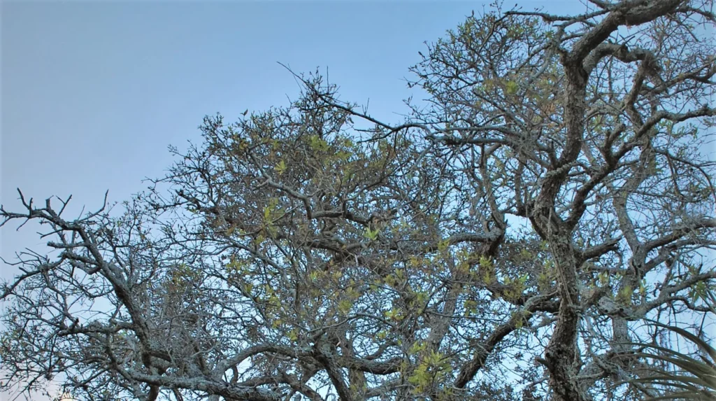 Bark Shedding in Oak Trees - Oneil's Tree Service