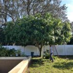 Properly reduced mango tree after pruning service in Tarpon Springs FL