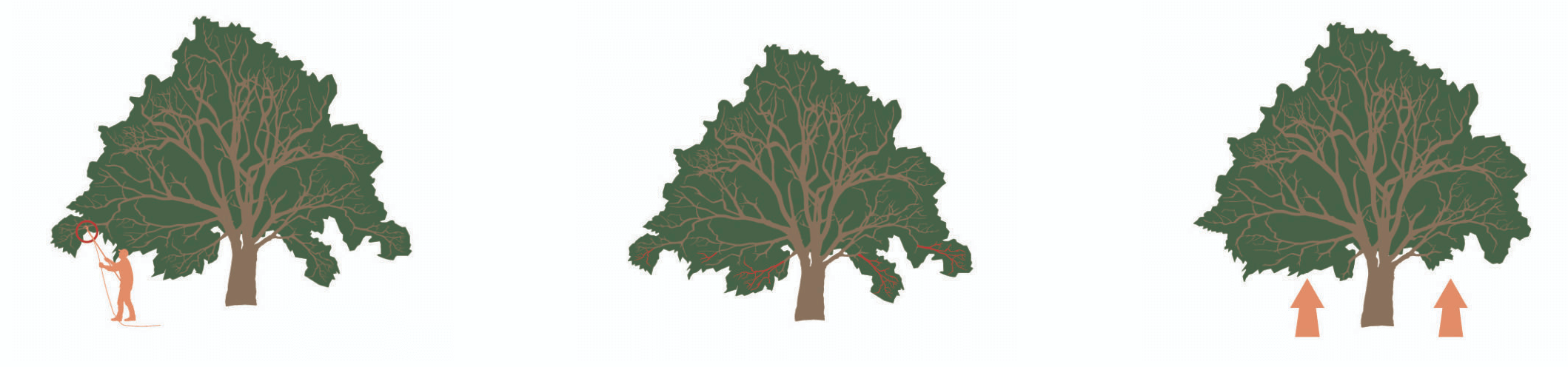 Crown raising diagram