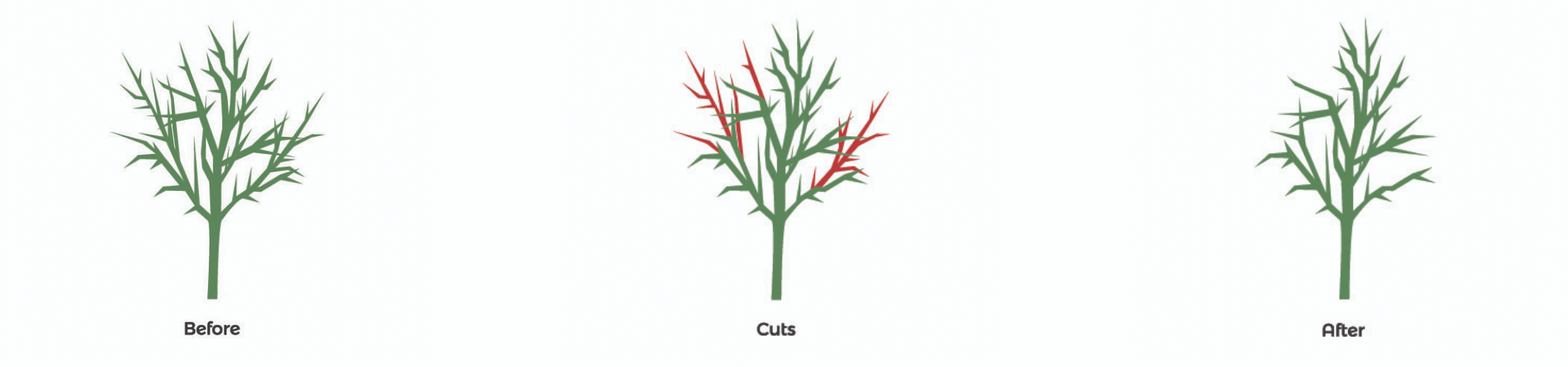 Structural pruning diagram