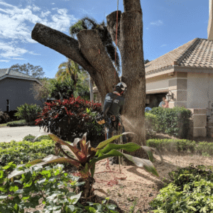 Tree Service Clearwater & Palm Harbor FL | O'Neil's BCMA